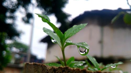 Close-up of wet plant