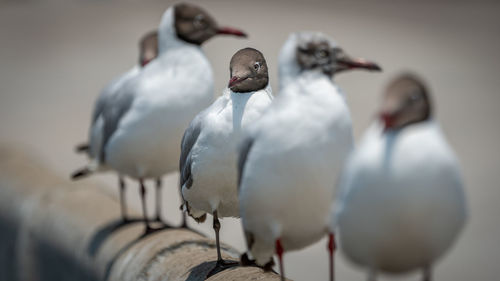 Close-up of bird perching on metal