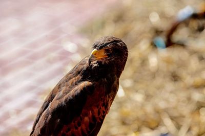 Close-up of eagle against blurred background