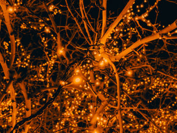 Close-up of illuminated christmas tree at night