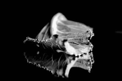 Close-up of crab over black background