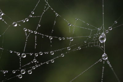 Close-up of spider web