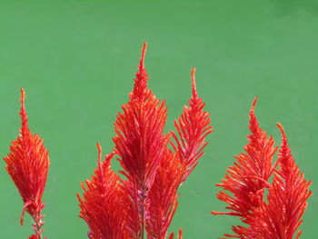 Close-up of red flowering plant