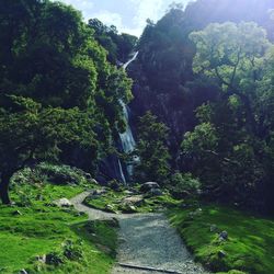 Scenic view of waterfall in forest