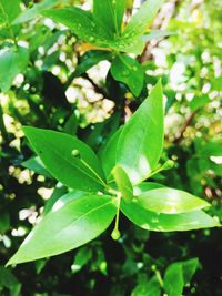 High angle view of fresh green leaves
