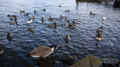 High angle view of swans swimming in lake