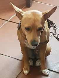 Portrait of dog on floor