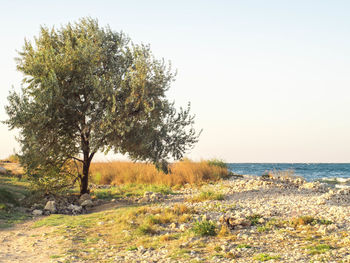 Tree by sea against clear sky