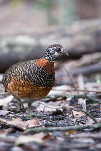 Close-up of a bird