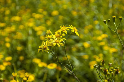 Close-up of yellow flowering plant on field