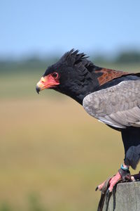 Bird perching on a rock