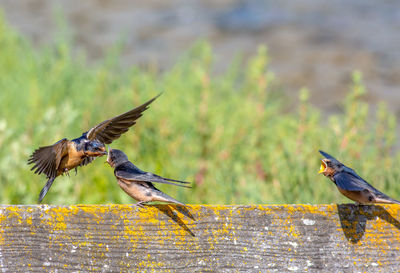 Close-up of bird flying against blurred background