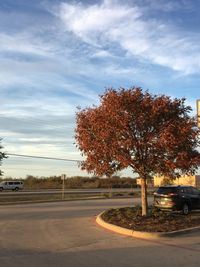 Tree by road against sky