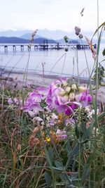 Close-up of pink flowering plants by lake against sky