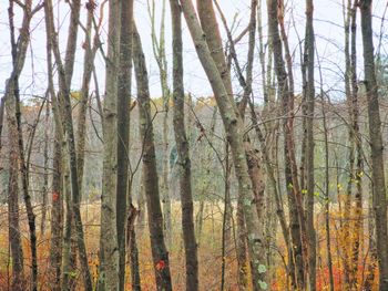 Low angle view of bamboo trees in forest