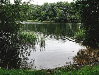 Scenic view of lake in forest against sky