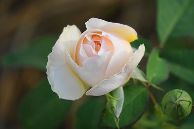 Close-up of white rose