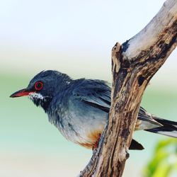 Cuban red-legged thrush on a branch 