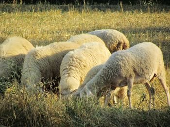 Sheep grazing in a field