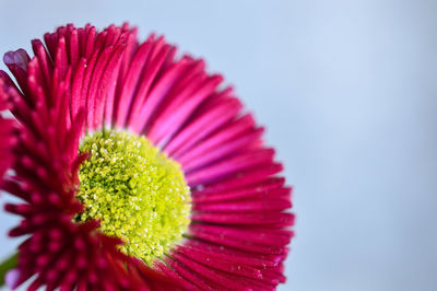 Close-up of purple coneflower blooming outdoors