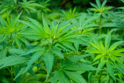 Close-up of fresh green cannabis plant