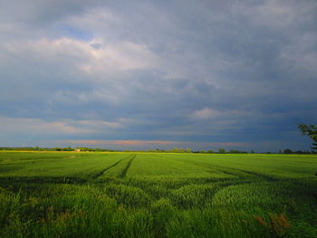 Scenic view of agricultural field against sky