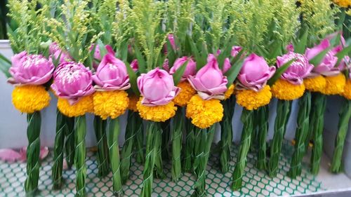 Close-up of tulips blooming outdoors