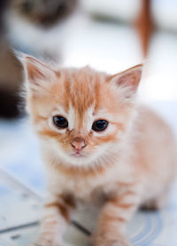 Portrait of cute kitten