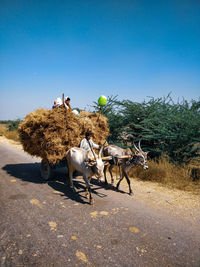 View of cows carrying goods on road against clear blue sky