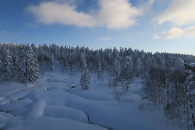 Trees on snow covered land against sky