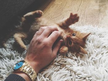 Cropped image of hand playing with kitten at home