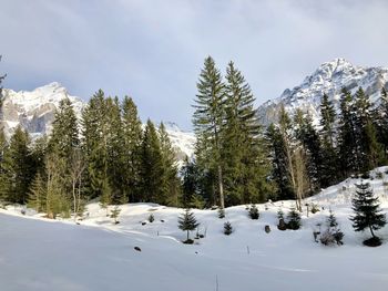 Trees on snow covered mountains against sky