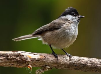 Close-up of bird perching on branch