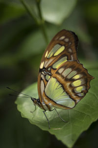 Close-up of butterfly on leaf