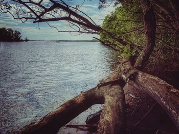 Tree trunk by sea against sky