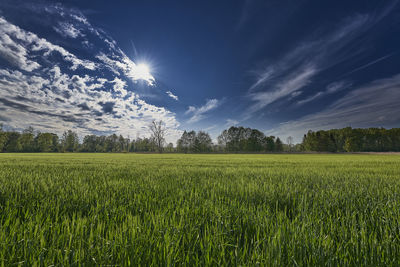 Scenic view of agricultural field against sky