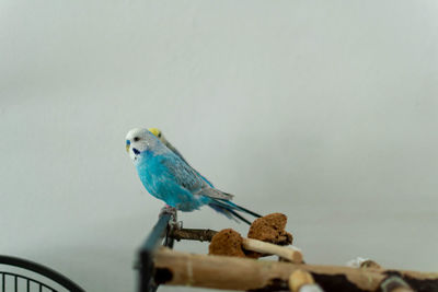 Close-up of parrot perching on a wall