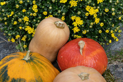 High angle view of pumpkins with yellow flowers in arrangement of multicolorede pumpkins 