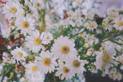 Close-up of white flowers