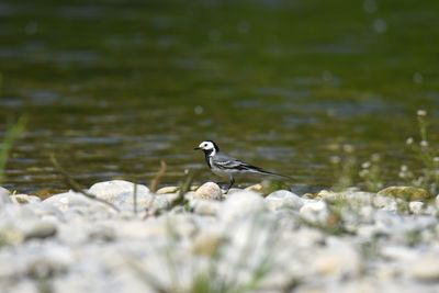 Close-up of bird perching on rock