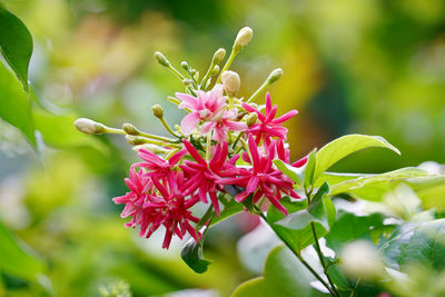 Close-up of pink flowering plant