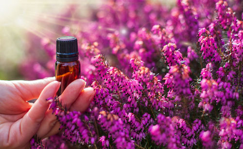 Close-up of hand holding flowering plant