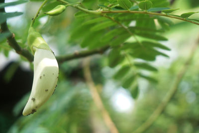 Close-up of green leaf