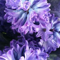 Close-up of purple flowers