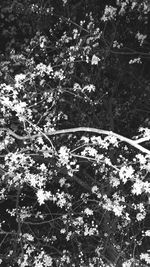 Close-up of flower tree