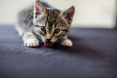 Close-up portrait of a cat