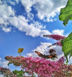 Close-up of butterfly perching on flowers against sky