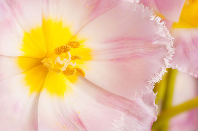 Macro shot of pink flower