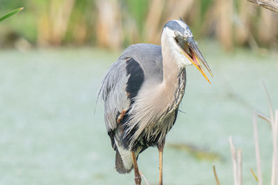 Great blue heron catches a fish while perched on a tree limb in the wetlands on a sunny day