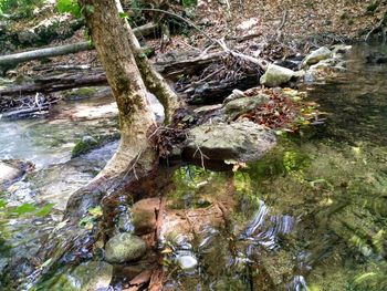High angle view of moss growing on tree trunk